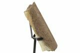 Fossil Hadrosaur Rib Section w/ Metal Stand - South Dakota #378564-1
